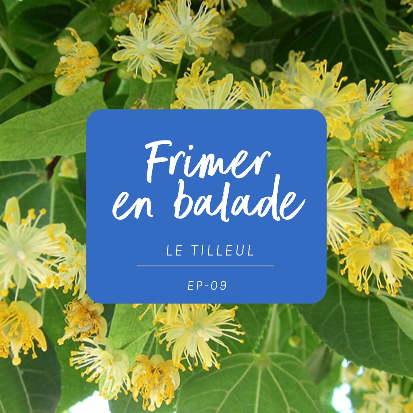 #9 Le Tilleul (Frimer en balade)
