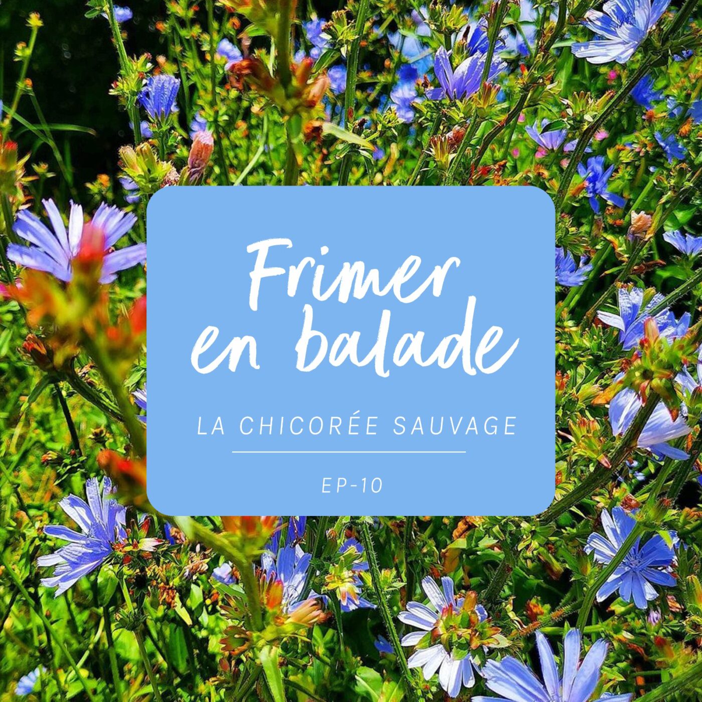 #10 - La chicorée sauvage (Frimer en balade)