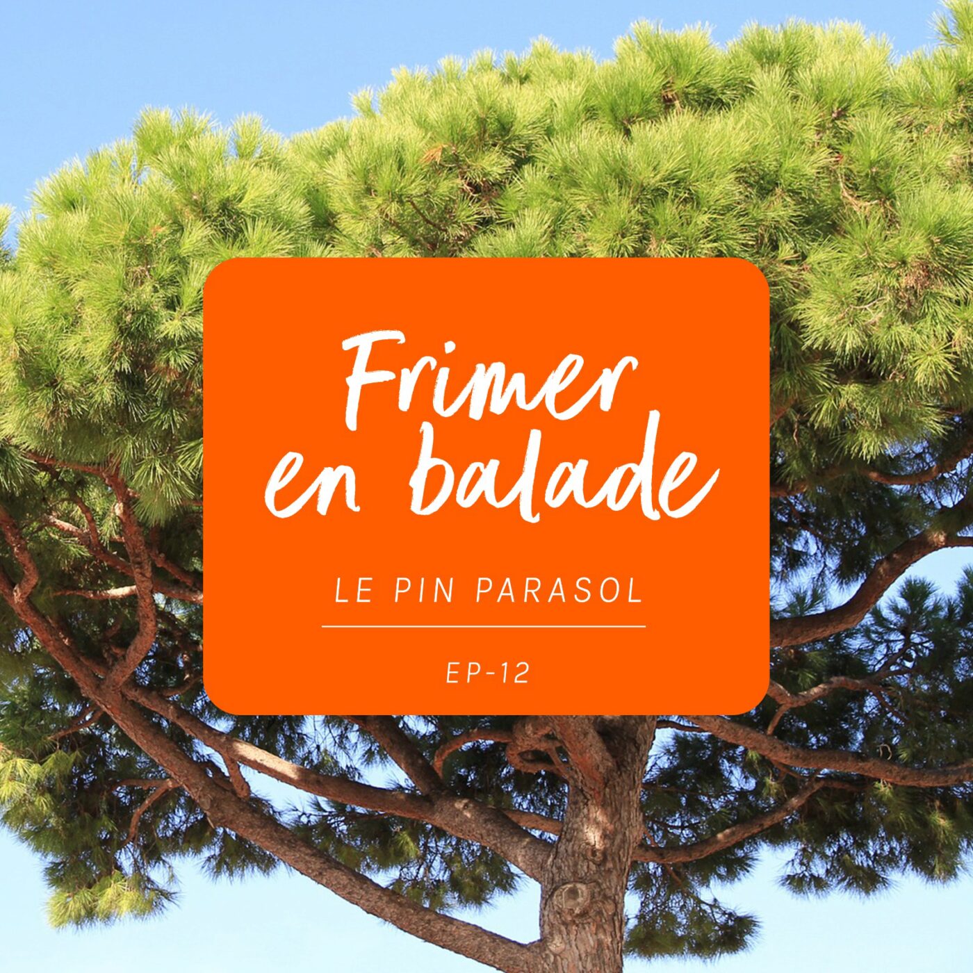 #12 - Le pin parasol (Frimer en balade)