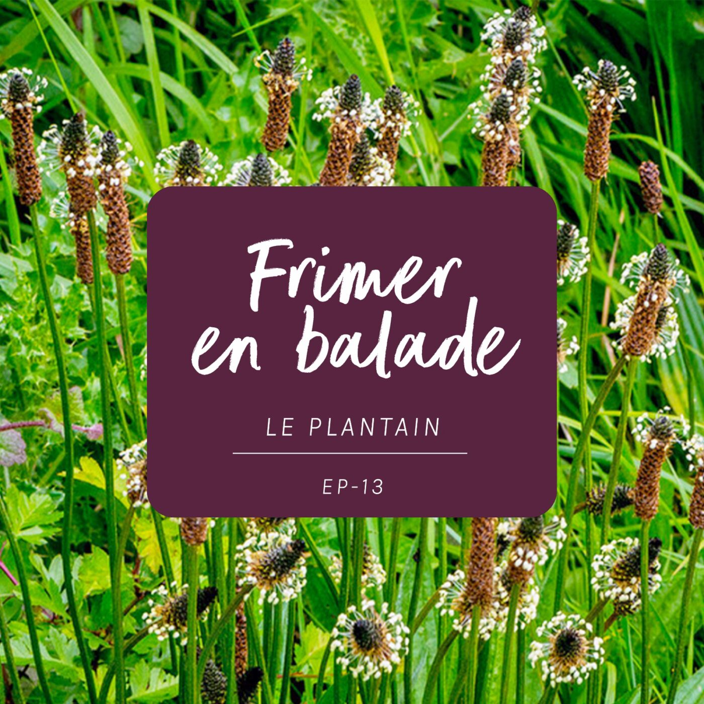 #13 - Le plantain (frimer en balade)