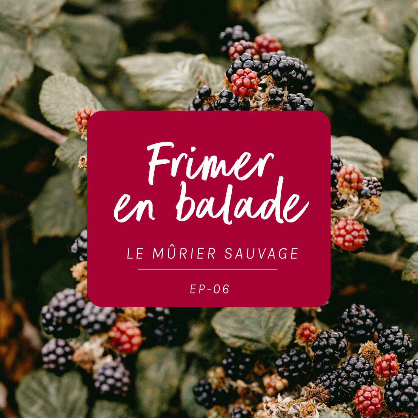 #6 - Le mûrier sauvage (Frimer en balade)