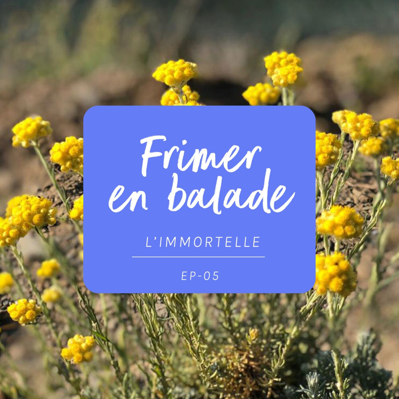#5 - L'immortelle, une plante très précieuse, qui nous veut du bien !! (frimer en balade)