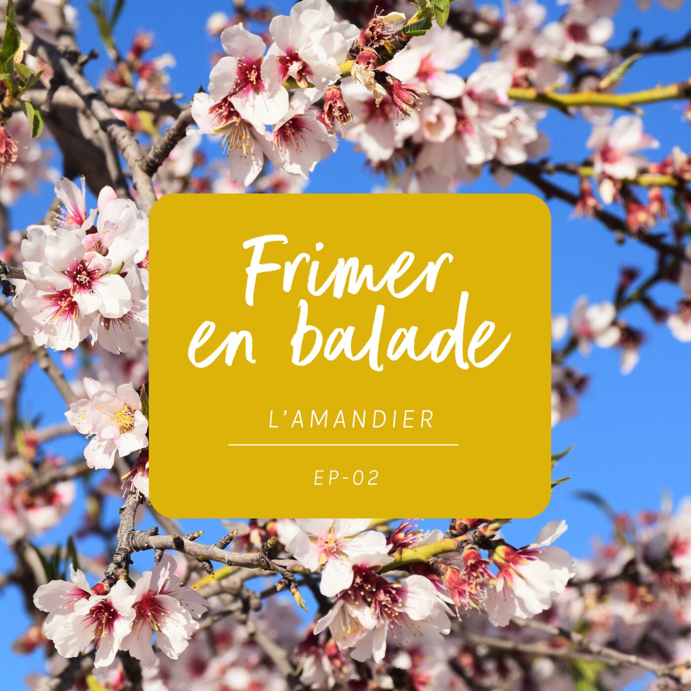 #2 - L'amandier (Frimer en balade)