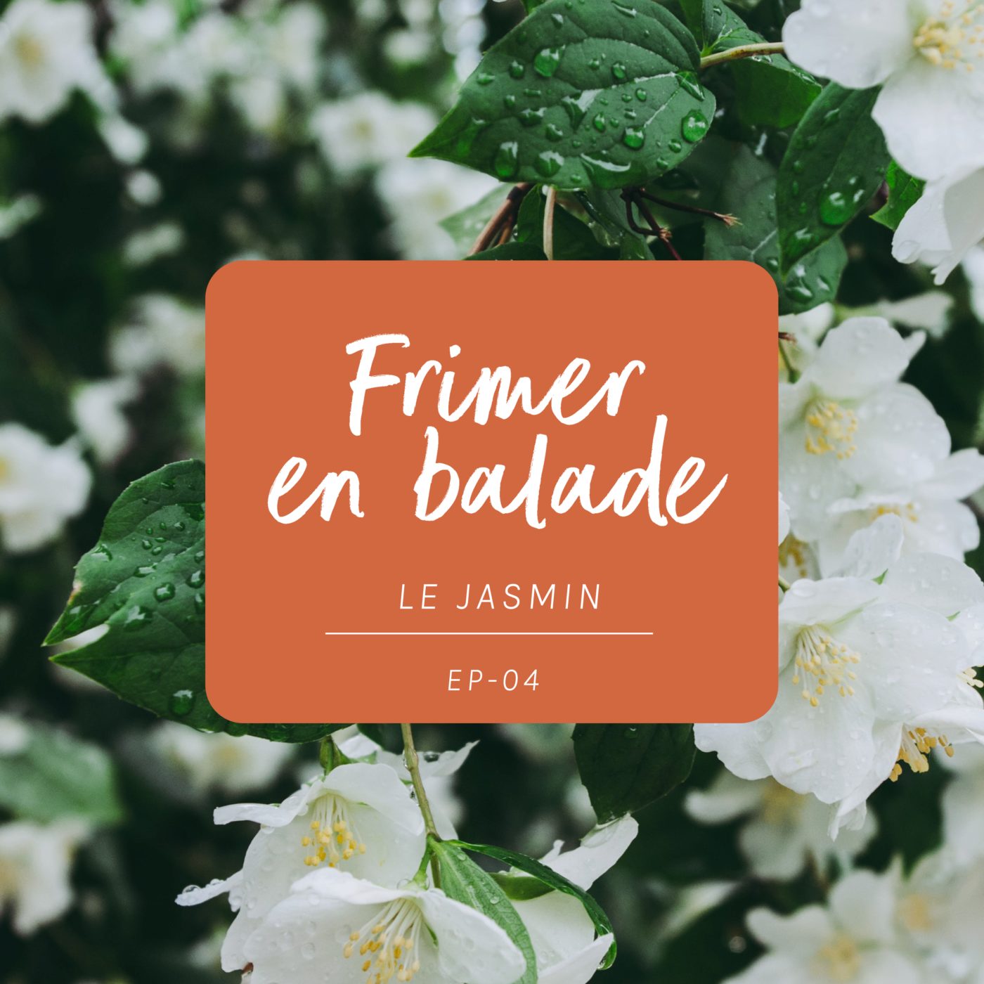 #4 - Le jasmin (frimer en balade)