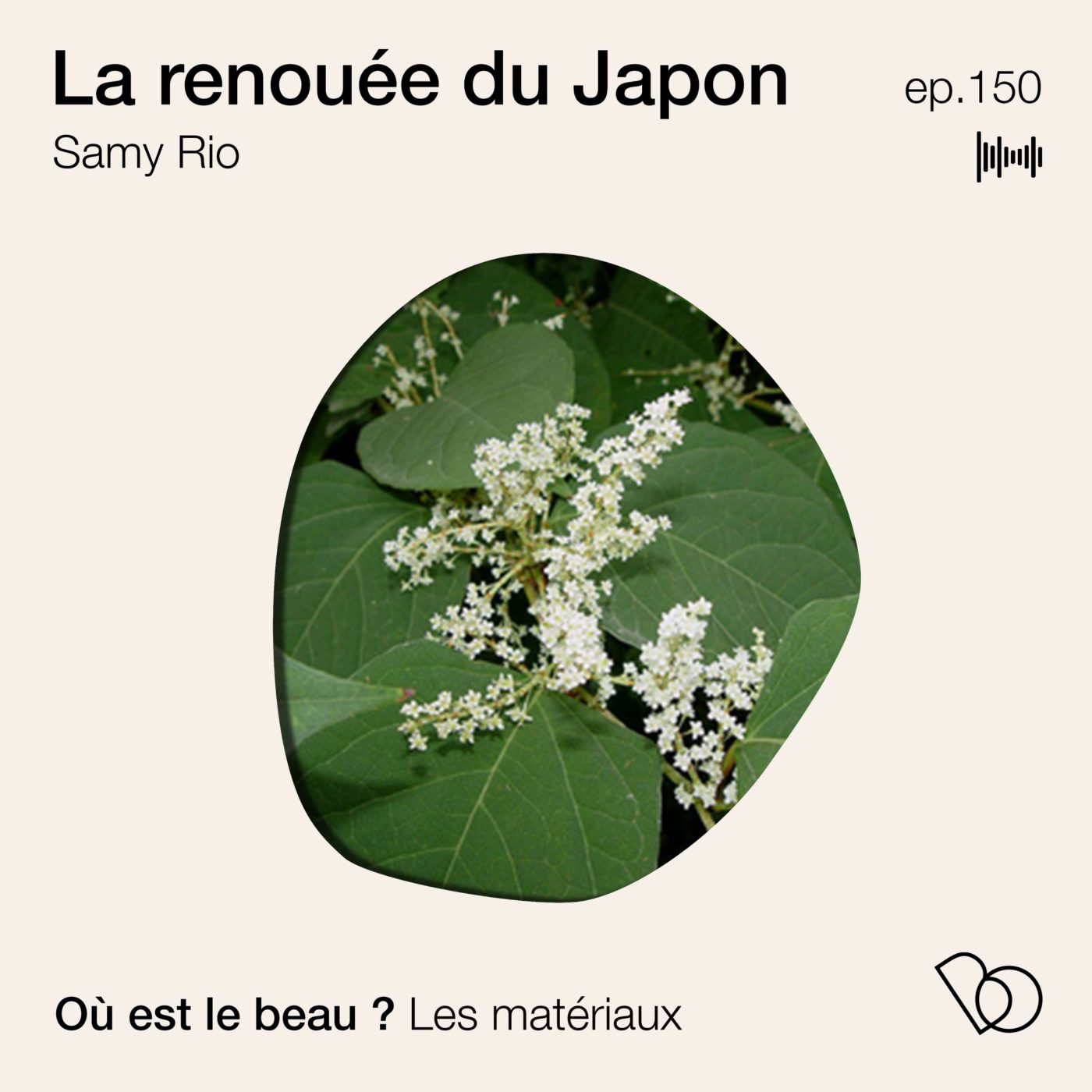 #150 - La renouée du japon - la revalorisation de cette plante invasive expliquée par Samy Rio