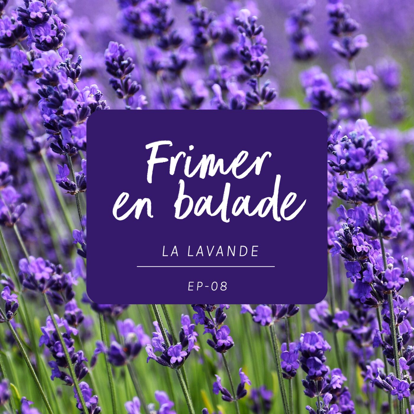 #8 - La lavande (Frimer en balade)