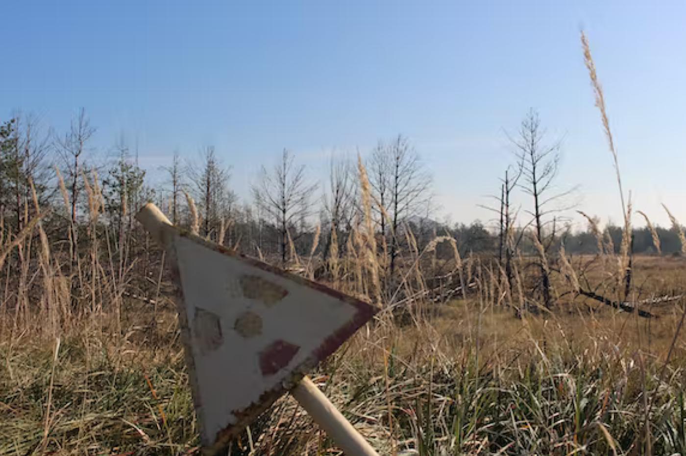 Les chiens de Tchernobyl sont génétiquement uniques, et on ne sait toujours pas pourquoi