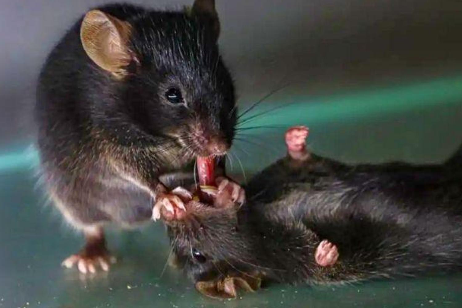 Une étude étonnante montre que les souris peuvent jouer aux secouristes