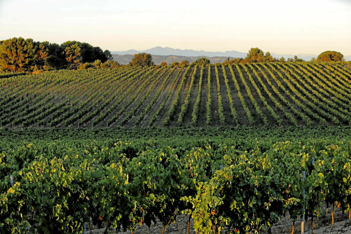La proximité de vignes augmente-t-elle réellement le risque de leucémie chez les enfants ?