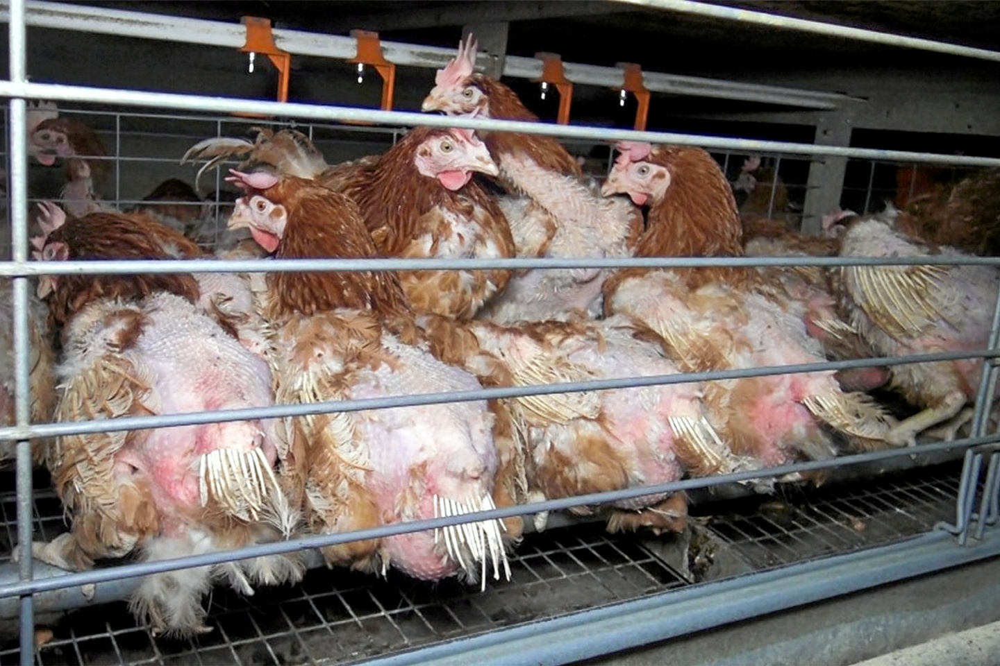 Nourriture vertueuse, mais pas chère : pour en finir avec nos contradictions alimentaires !