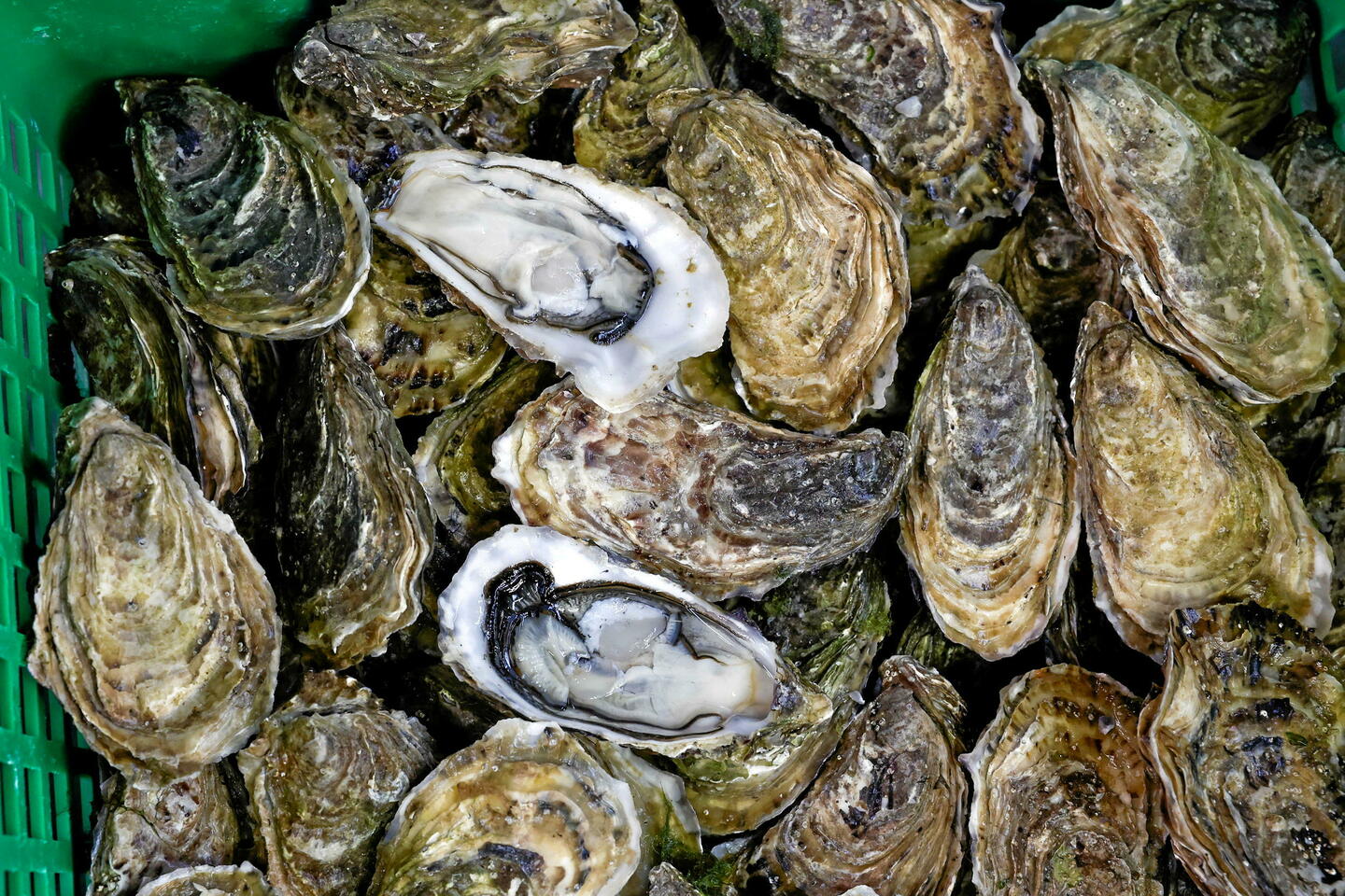 Huîtres d???Arcachon contaminées : « beaucoup savaient », pointe une association locale