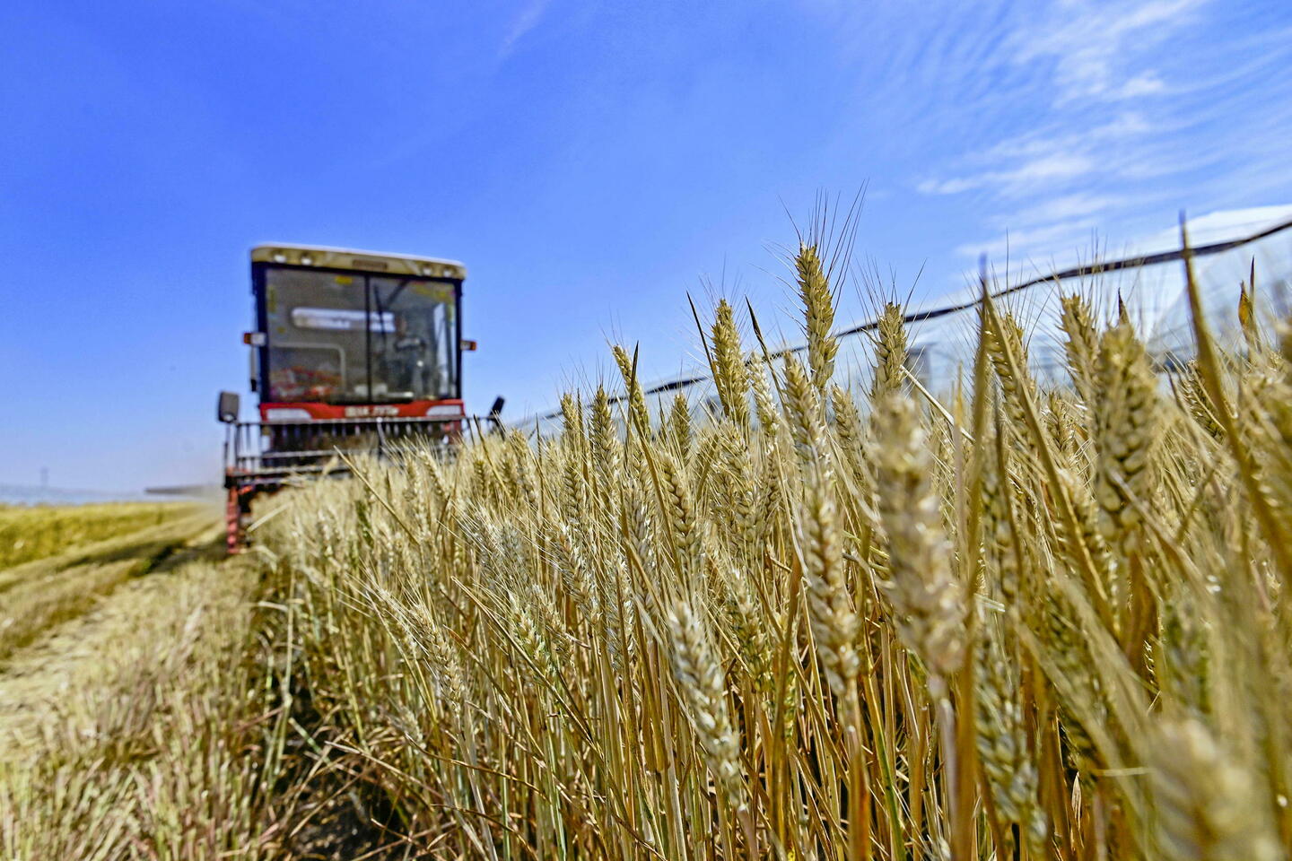 Pologne : des agriculteurs détruisent des céréales ukrainiennes destinées à l???UE