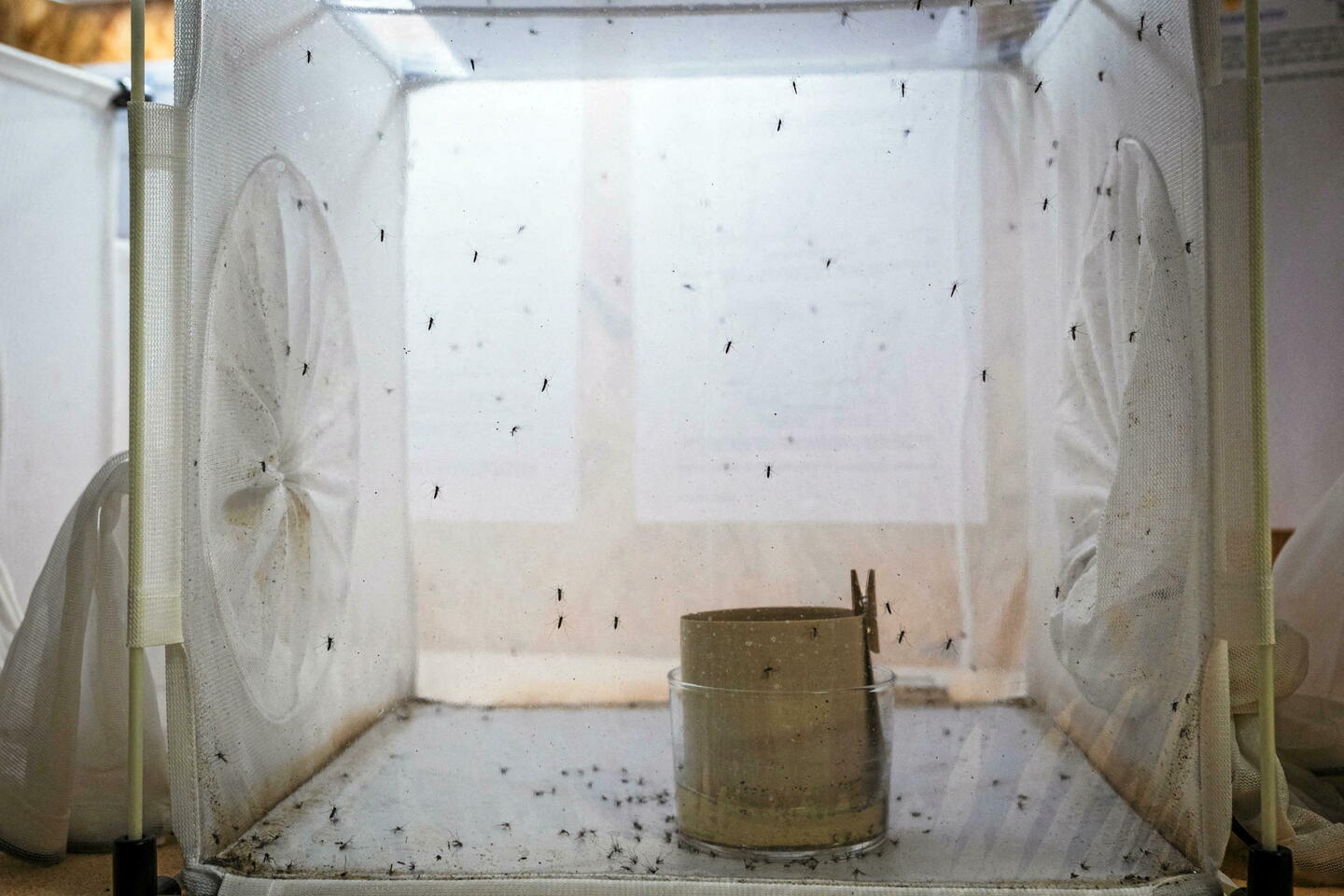 « Certains insectes seront présents toute l???année, plus nombreux et plus actifs »
