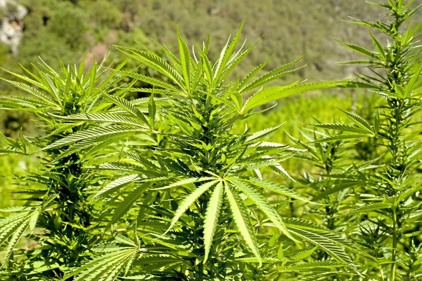 L???Allemagne légalise le cannabis récréatif
