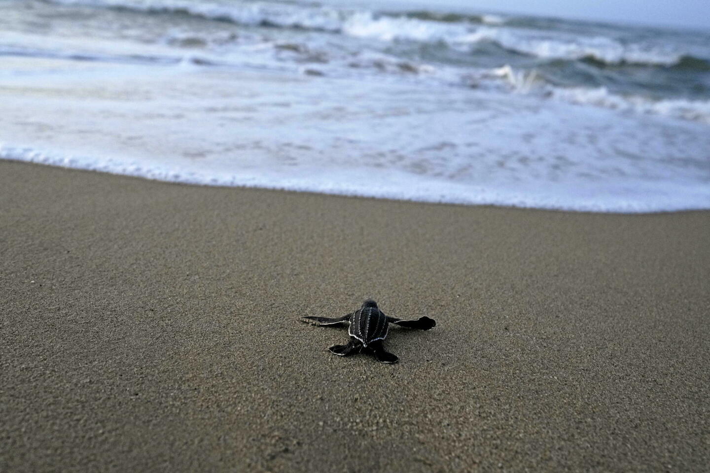 Zanzibar : neuf personnes, dont huit enfants, meurent après avoir mangé de la viande de tortue...