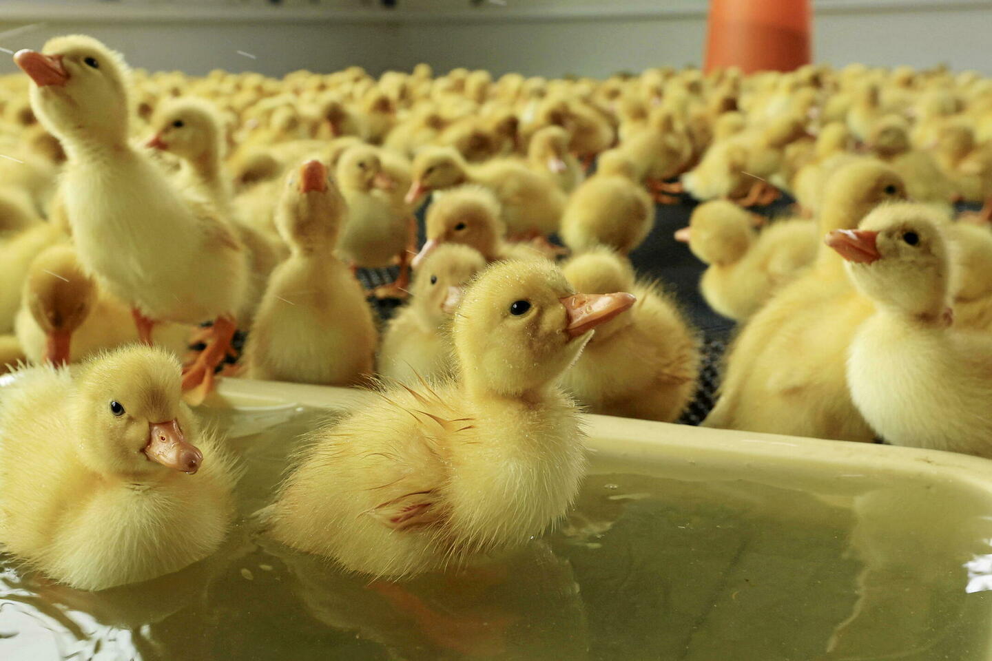 Grippe aviaire : le risque rabaissé au niveau « modéré » en France