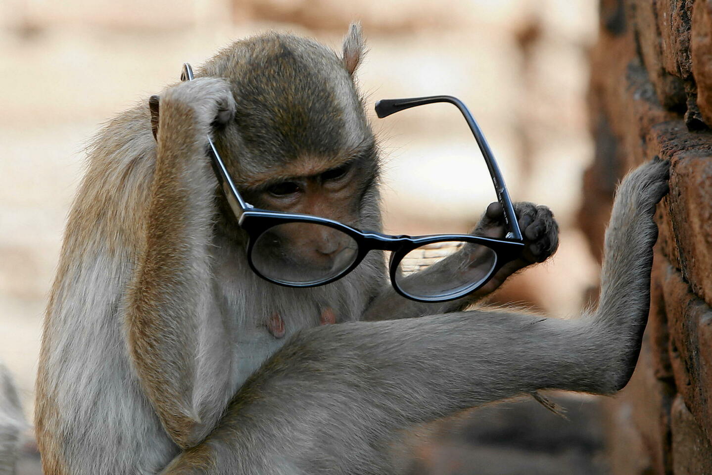 Un singe est-il capable d???écrire « Les Misérables » ?