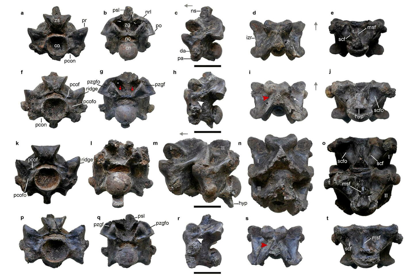 Inde : découverte des restes fossilisés du plus grand serpent de l???histoire