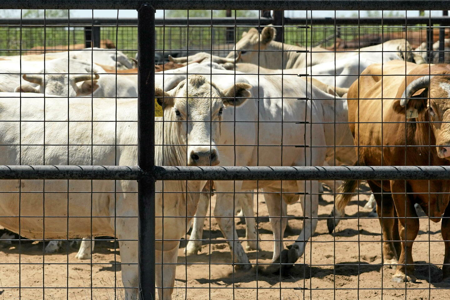 Vaches américaines contaminées par la grippe aviaire : faut-il s'inquiéter ?