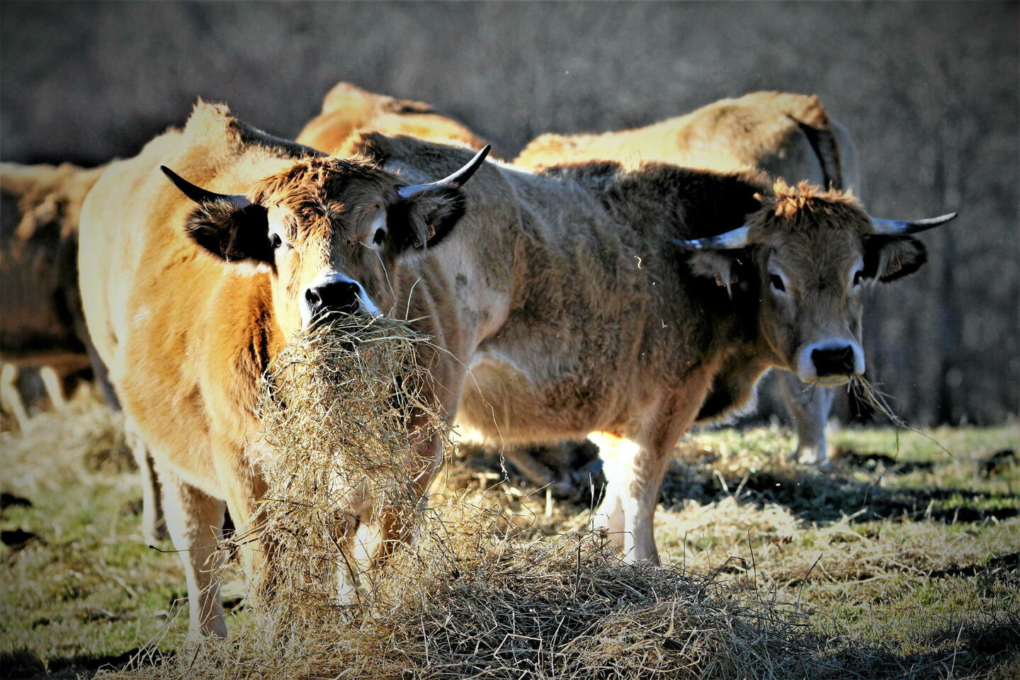 Mesures agricoles gouvernementales : vont-elles faire « trembler » nos concurrents ?