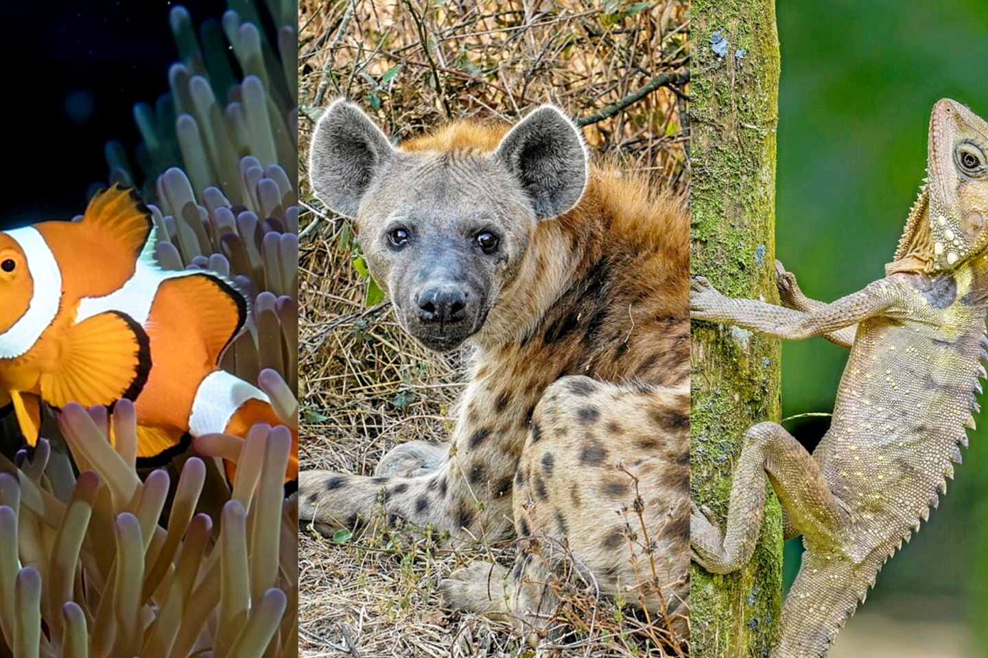 Que vous soyez humain ou limace-banane, vous n???aurez jamais plus de deux sexes