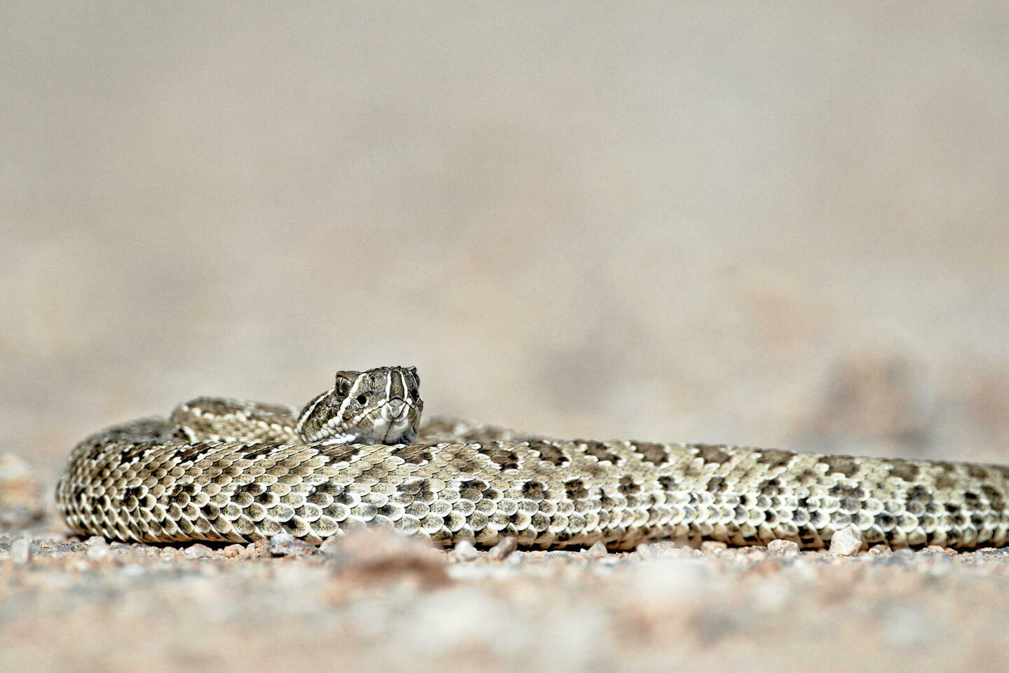 Dérèglement climatique : vers une migration en masse des serpents venimeux