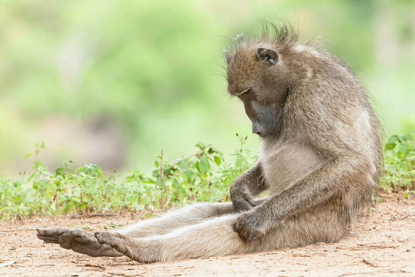 Les animaux se masturbent-ils ?