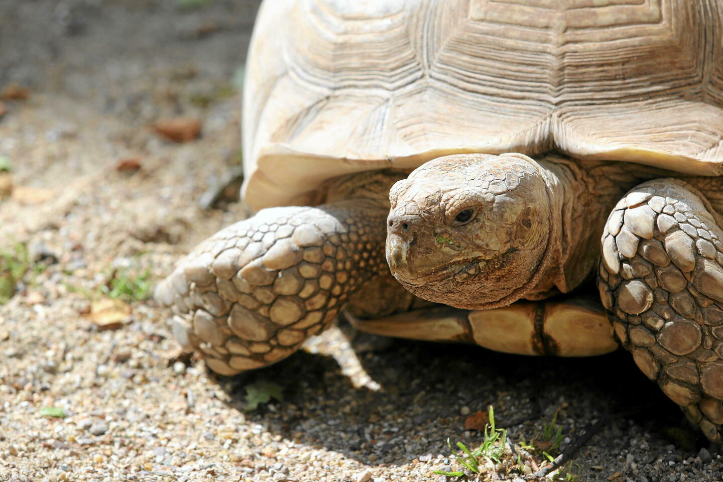 Les tortues marines s'échouent de plus en plus sur les côtes françaises 