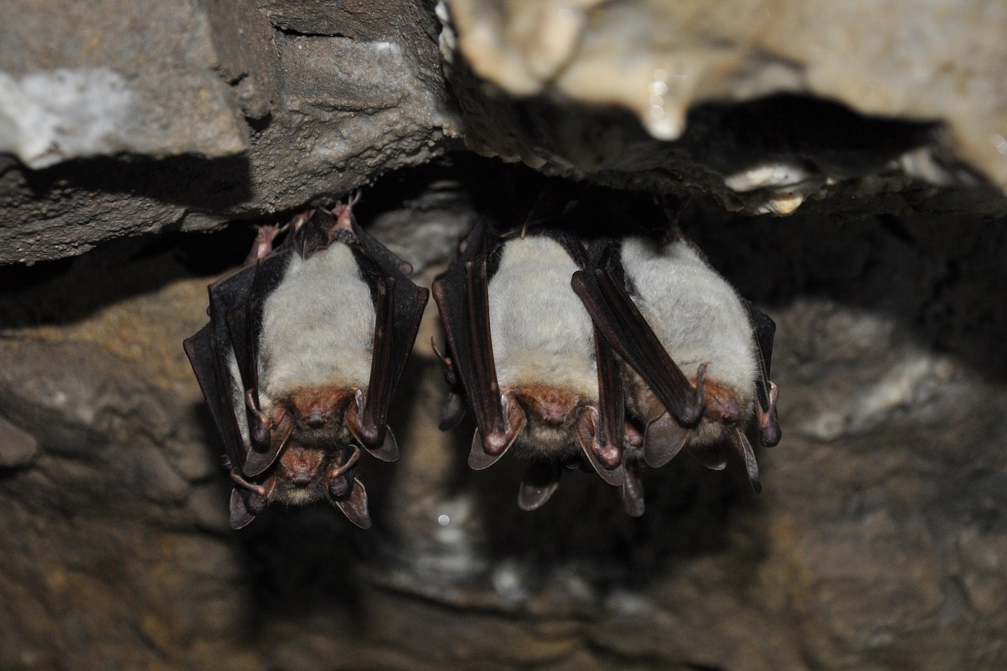 En Corse, des chauves-souris pour protéger la vigne des ravageurs