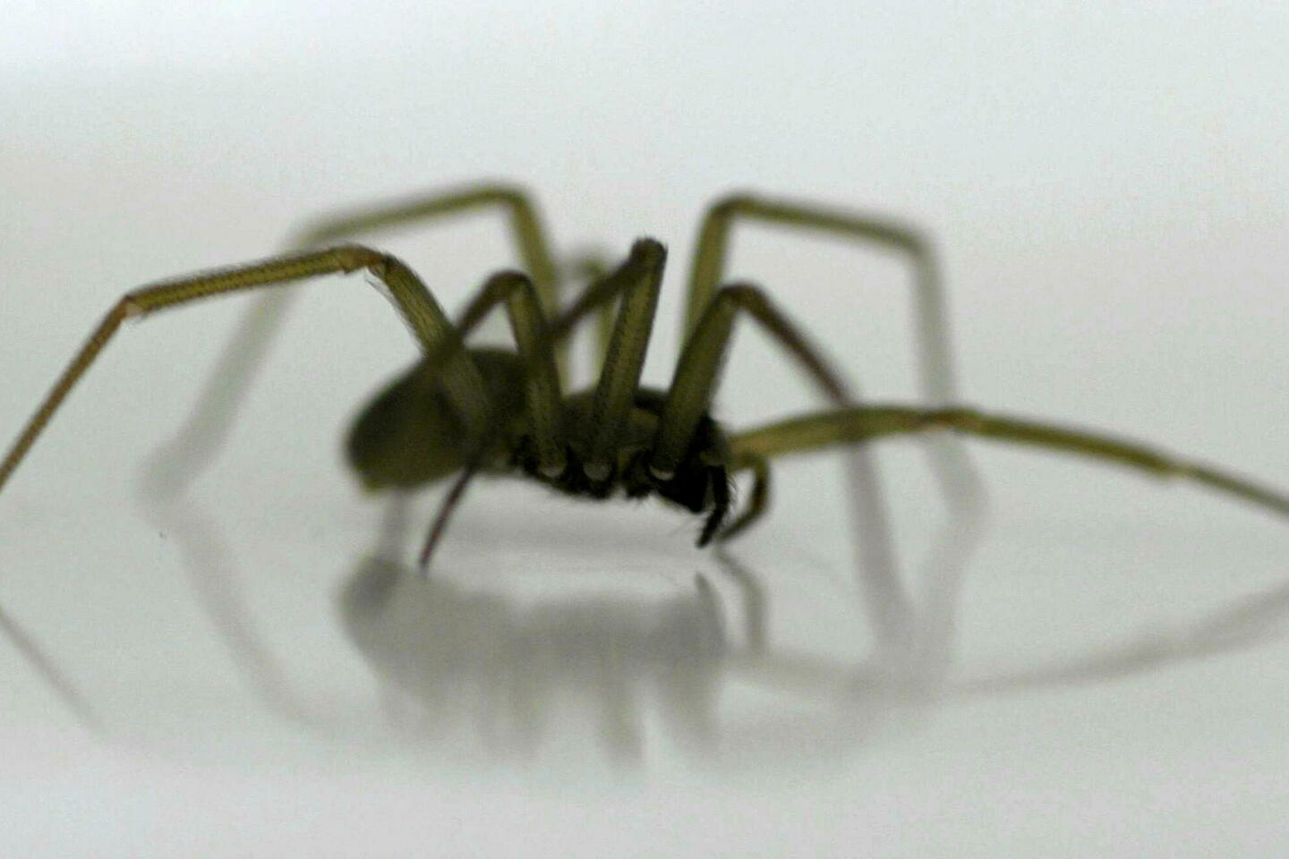 Morsures d???araignées violonistes : sont-elles présentes en France ?
