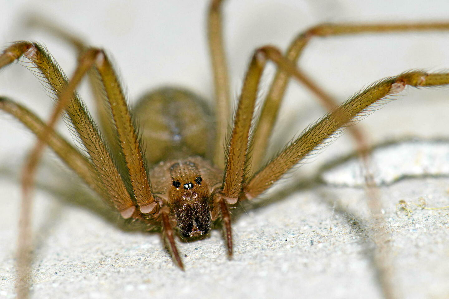 Araignée violoniste : faut-il s???inquiéter de sa morsure ?