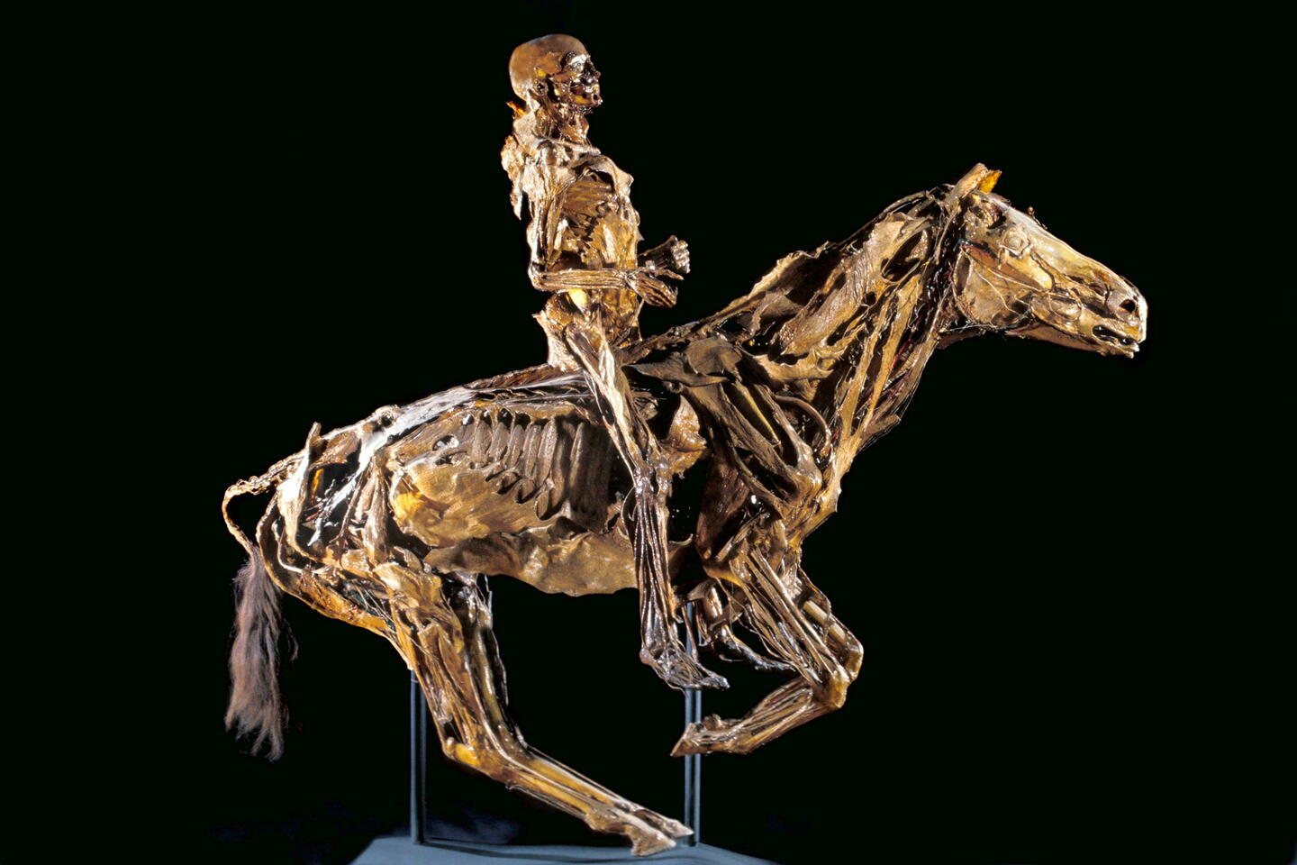 Les effrayants écorchés du musée Fragonard