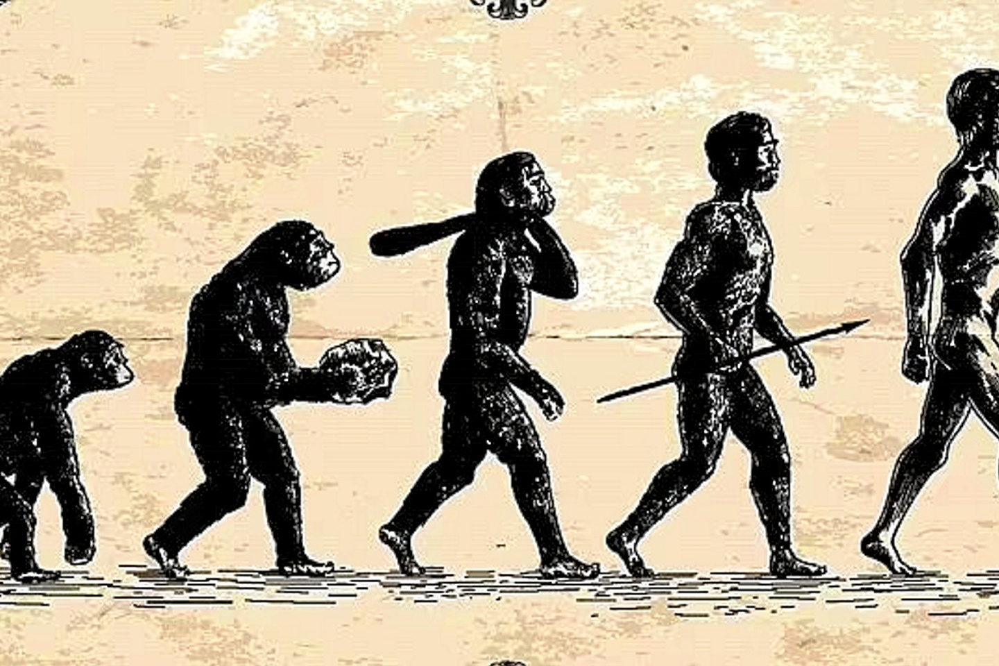L???évolution, un phénomène lent ? Plus vraiment