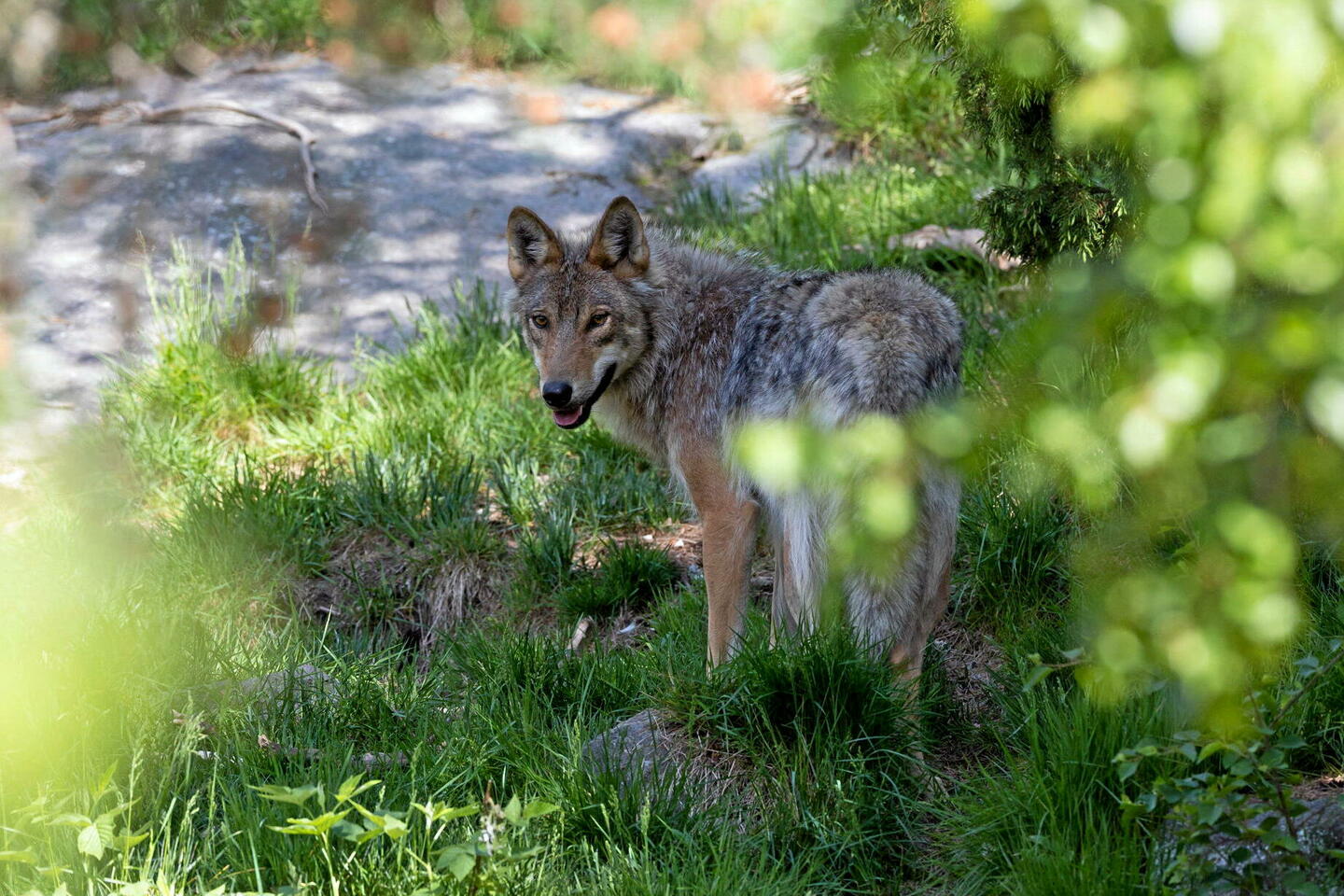Le grand méchant loup ne fait plus peur??? à Bruxelles