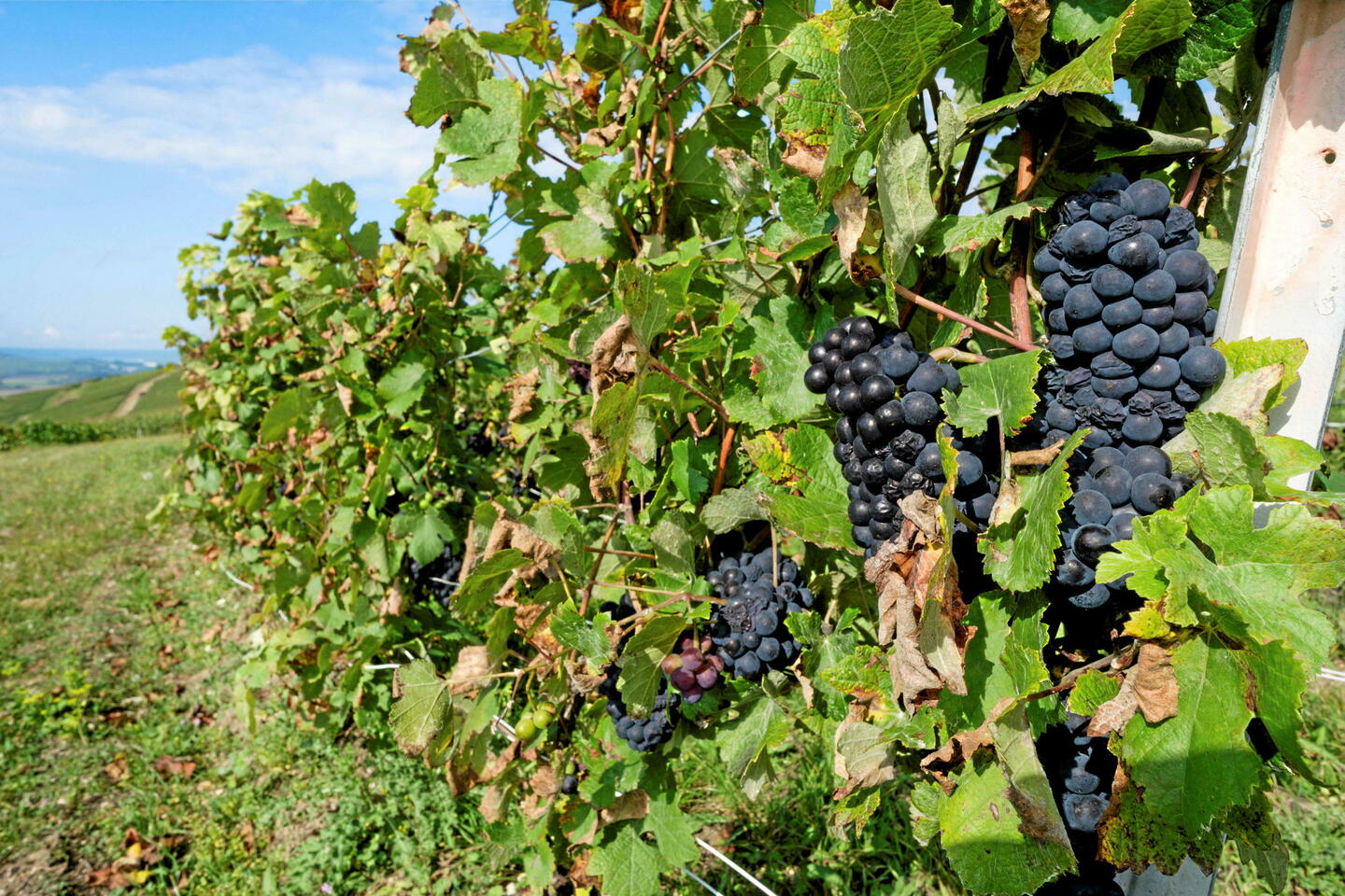 L???arrachage des vignes, remède désespéré d???un vignoble européen en crise