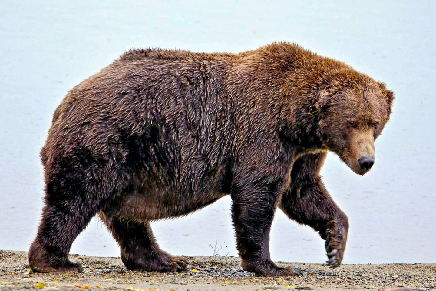 Ces menaces qui pèsent sur les ours des Pyrénées