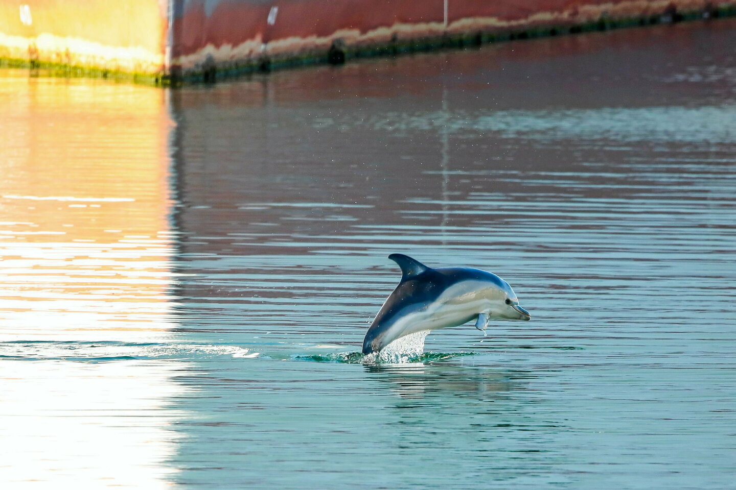 Mais de quoi meurent vraiment les dauphins dans l???Atlantique ?