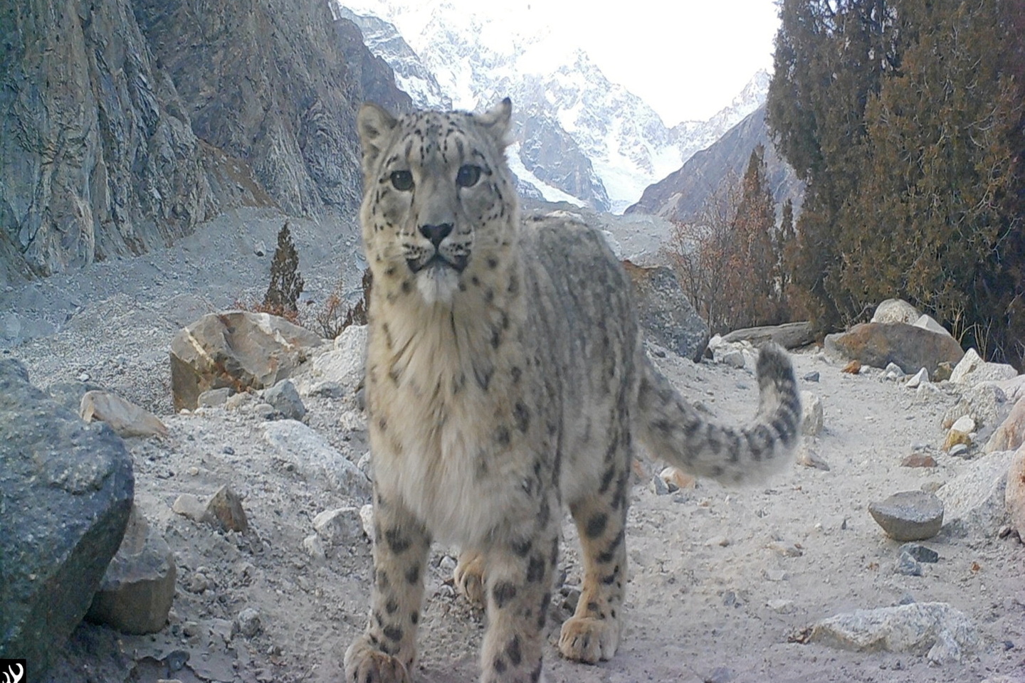 Vivre avec le léopard des neiges, cet animal invisible