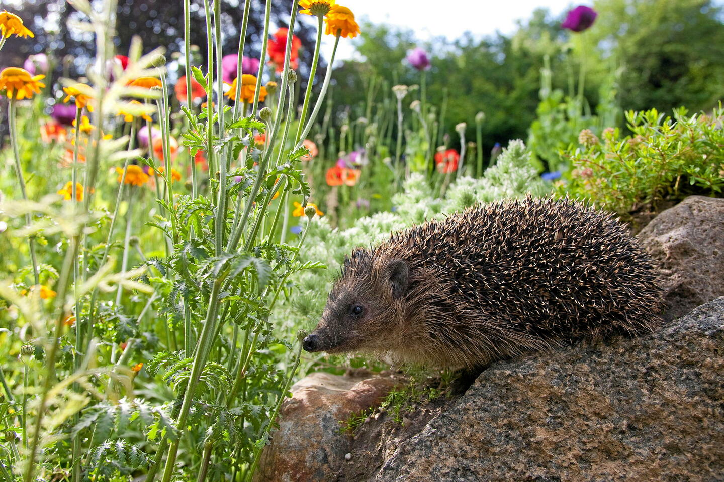 Biodiversité : le hérisson « quasiment » menacé d’extinction