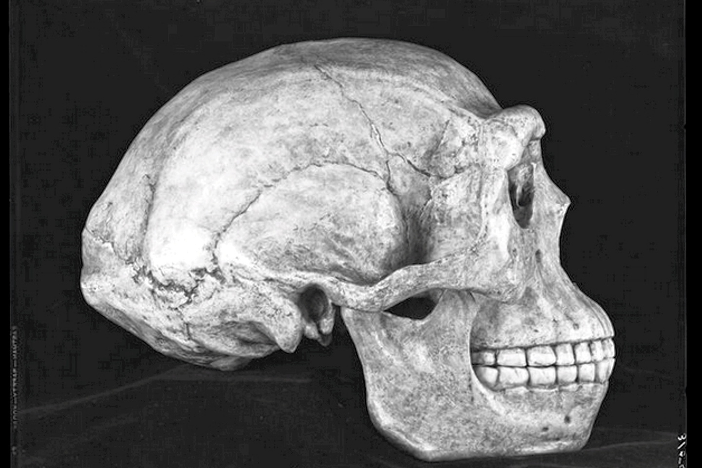 Préhistoire : l’énigme de l’Homme de Pékin