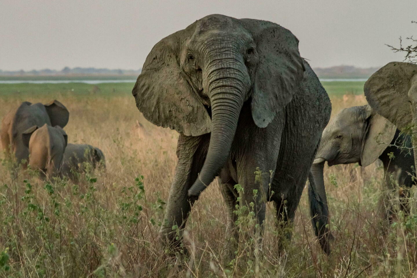Un éléphant sans défenses peut-il mener une vie normale ?