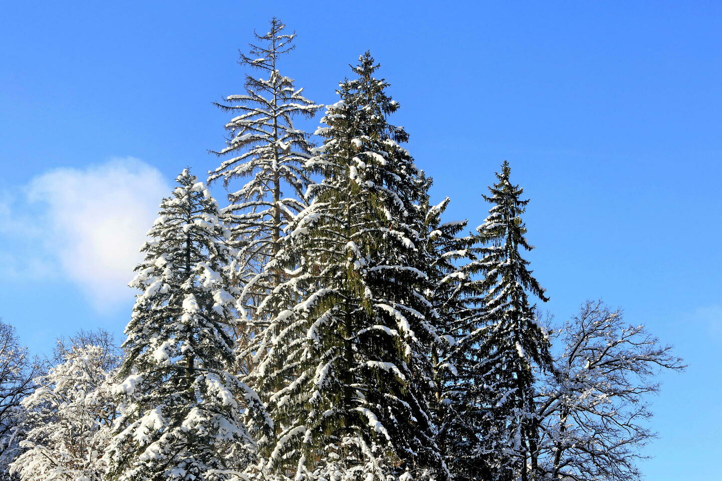 Météo : quel temps fera-t-il pour Noël ?