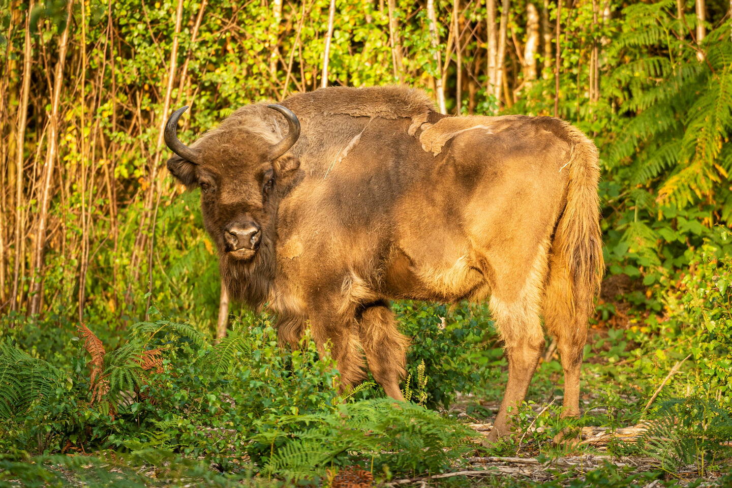 À Białowieza, royaume des derniers bisons d’Europe