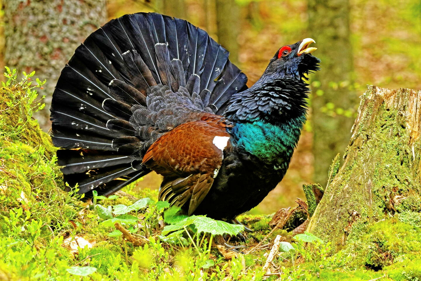 Fallait-il vraiment réintroduire le grand tétras dans les Vosges ?