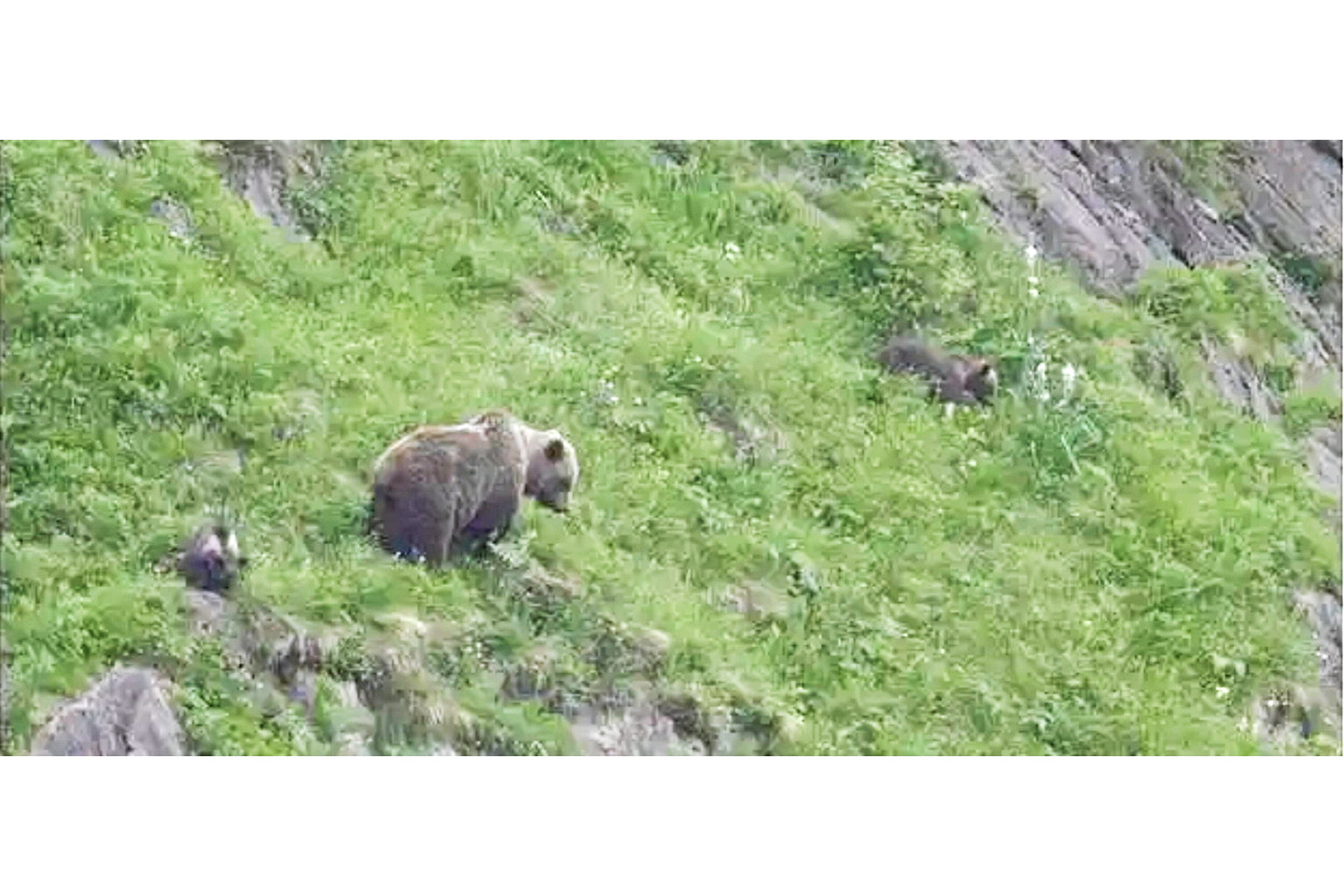Qui de l’ours ou de l’homme doit quitter les Pyrénées ?