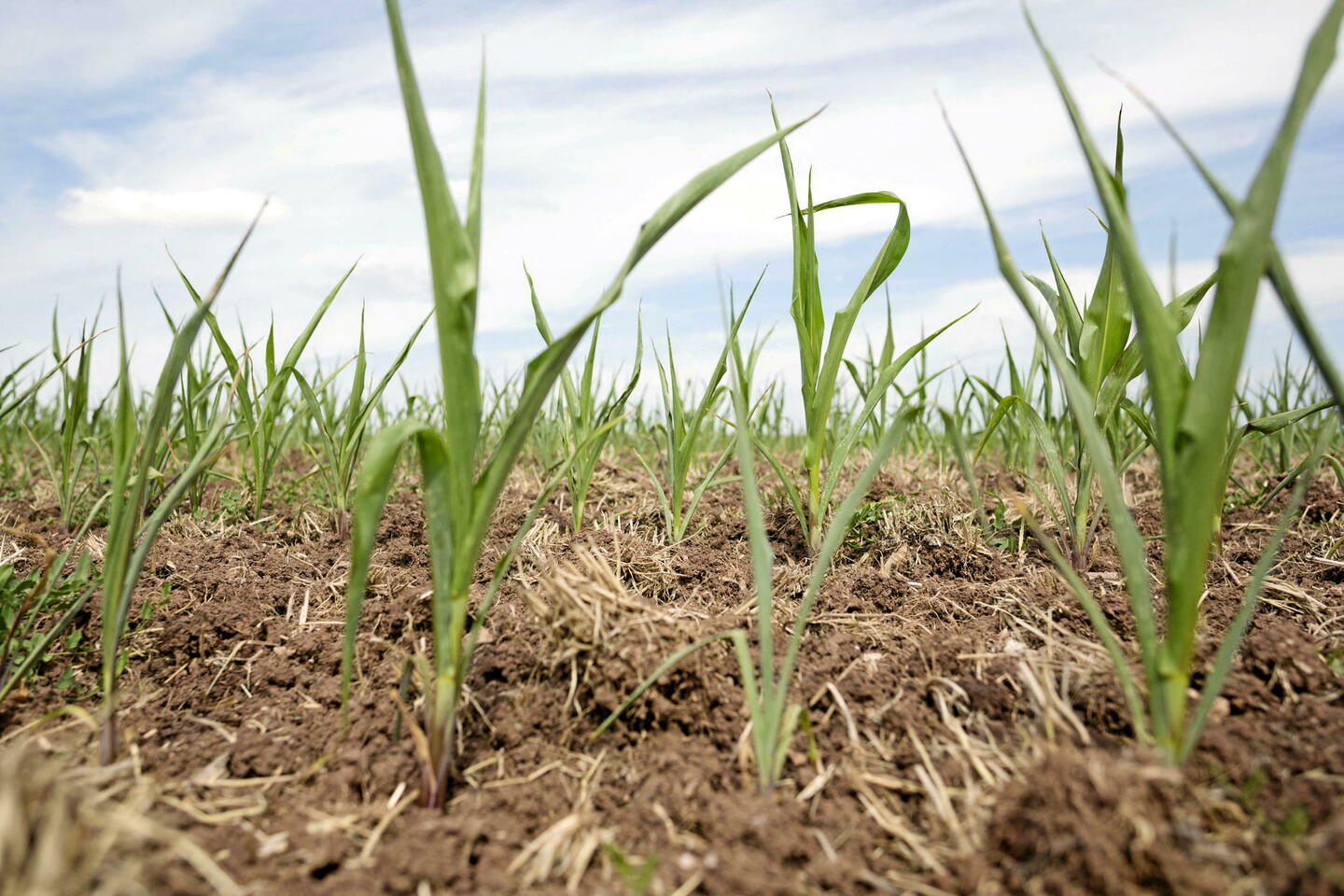 Canicules, sécheresse… Les prévisions météo alarmantes d’une France à + 4 °C en 2100