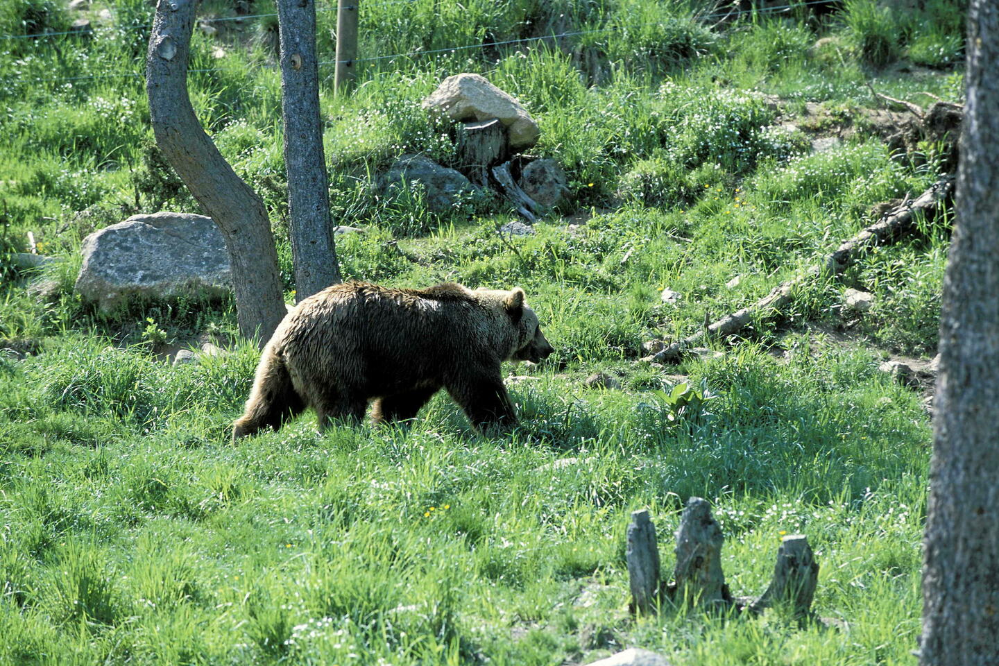 Alerte à la « bombe génétique » pour les ours dans les Pyrénées