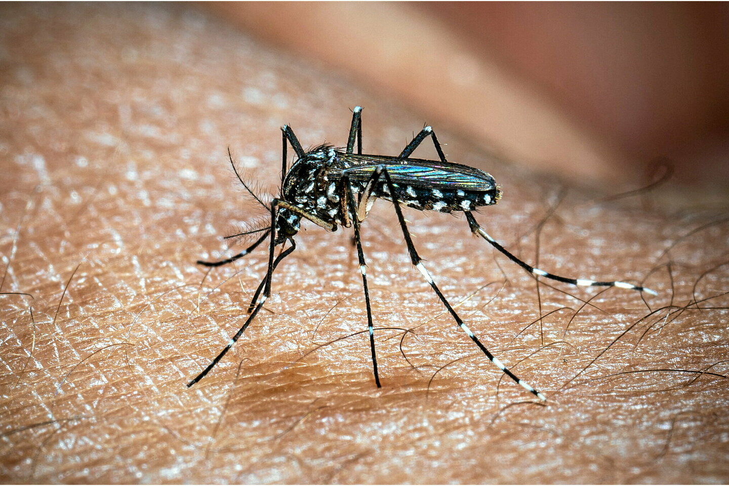 Chikungunya : comment La Réunion est devenue le laboratoire d’un vaccin inédit