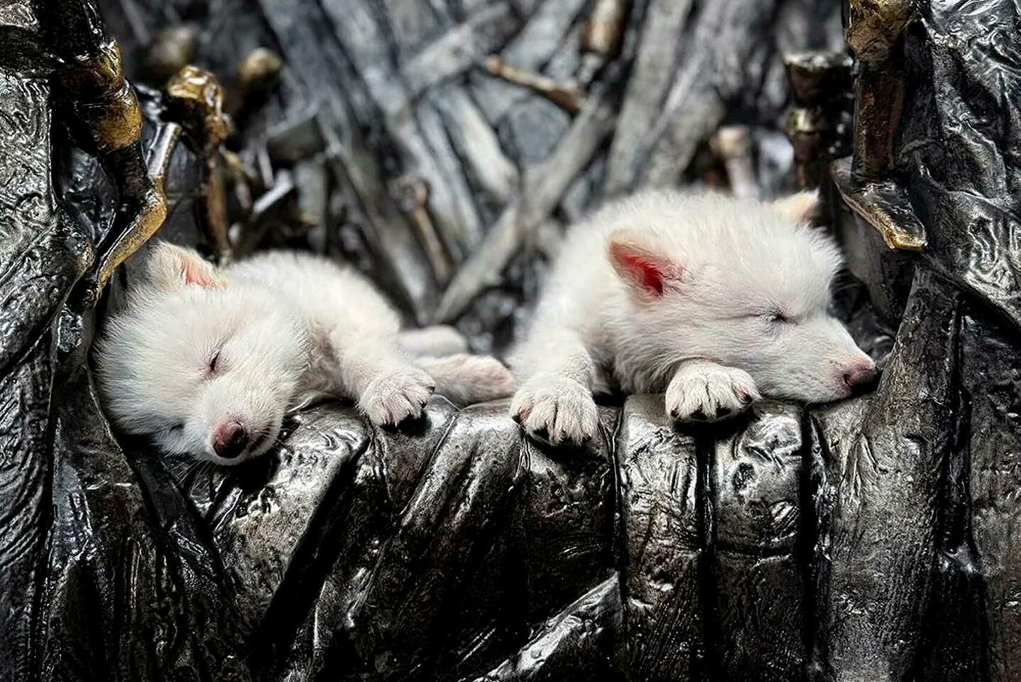 Une entreprise américaine a-t-elle vraiment ressuscité le « loup terrible » des âges...
