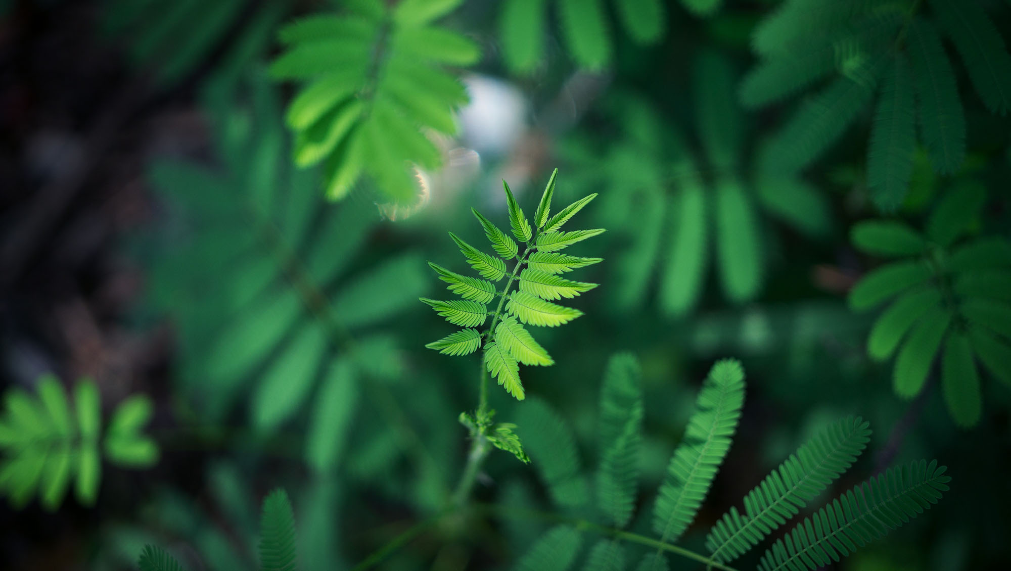 Les plantes ont créé leur Internet bien avant les humains